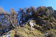 59 Salendo per ripida traccia tra larici secolari verso il Pizzo Badile